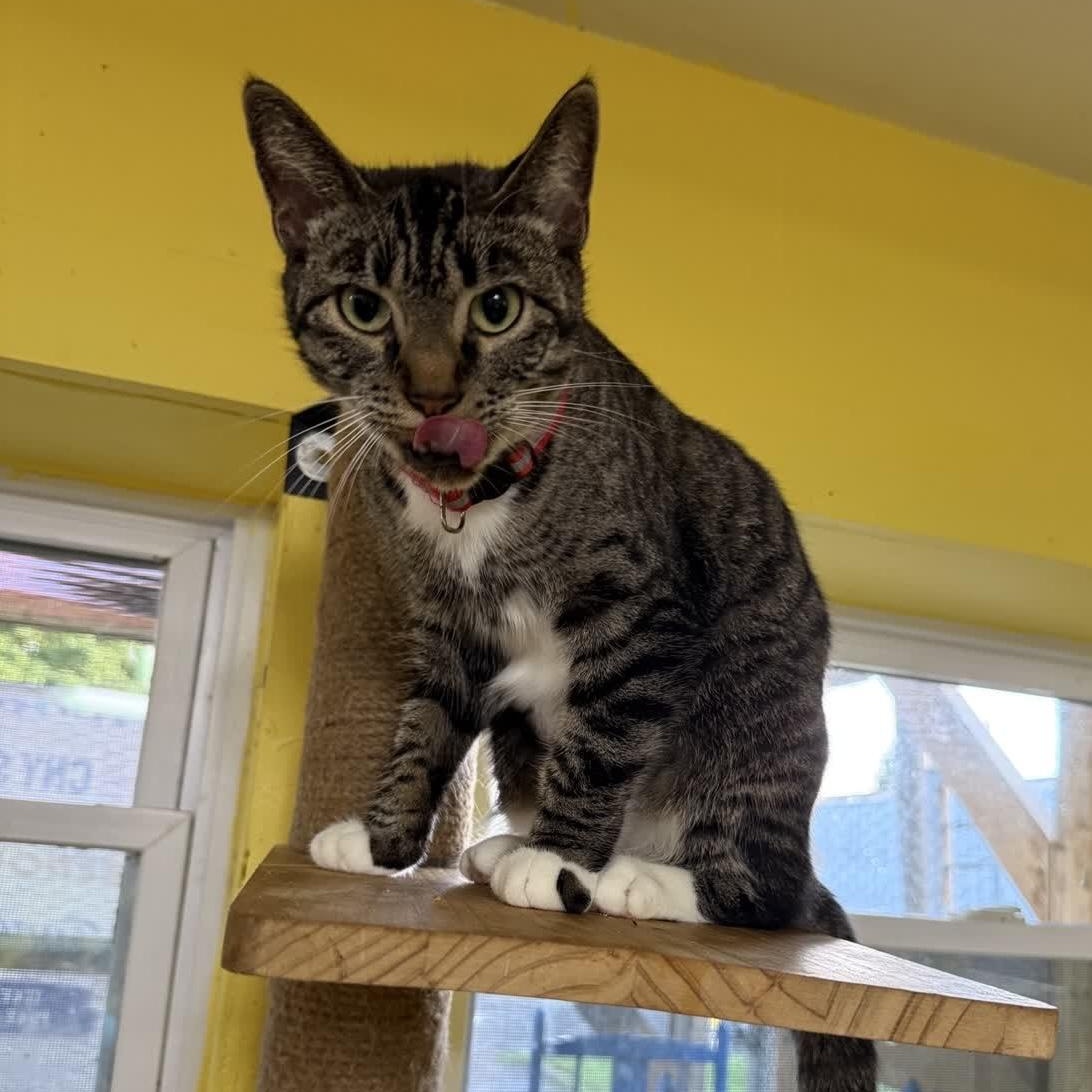 Enlarge Tigger, a Adopted Domestic Short Hair in DeWitt, NY image 2/3