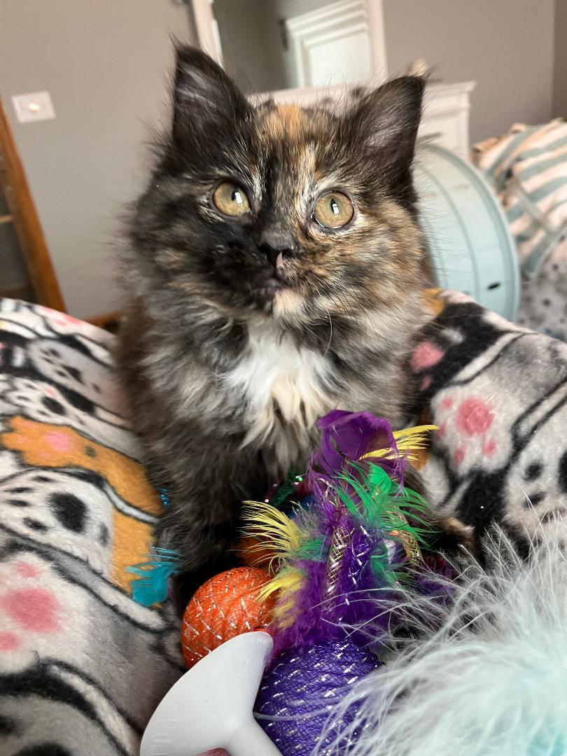 Jessa, adopted, Kitten Female Tortoiseshell.