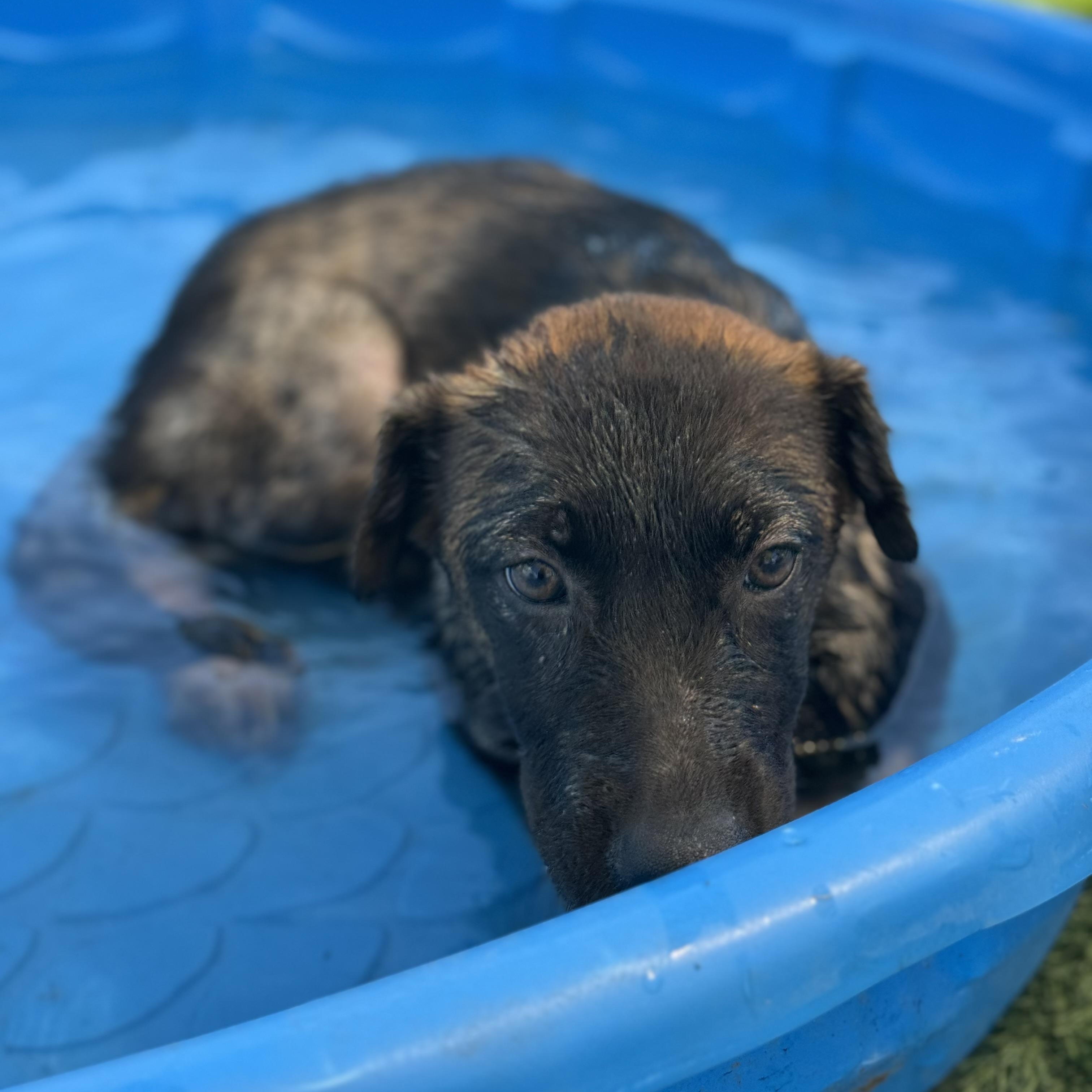 Everest, a Adoptable mixed breed in Williston, VT image 3/4