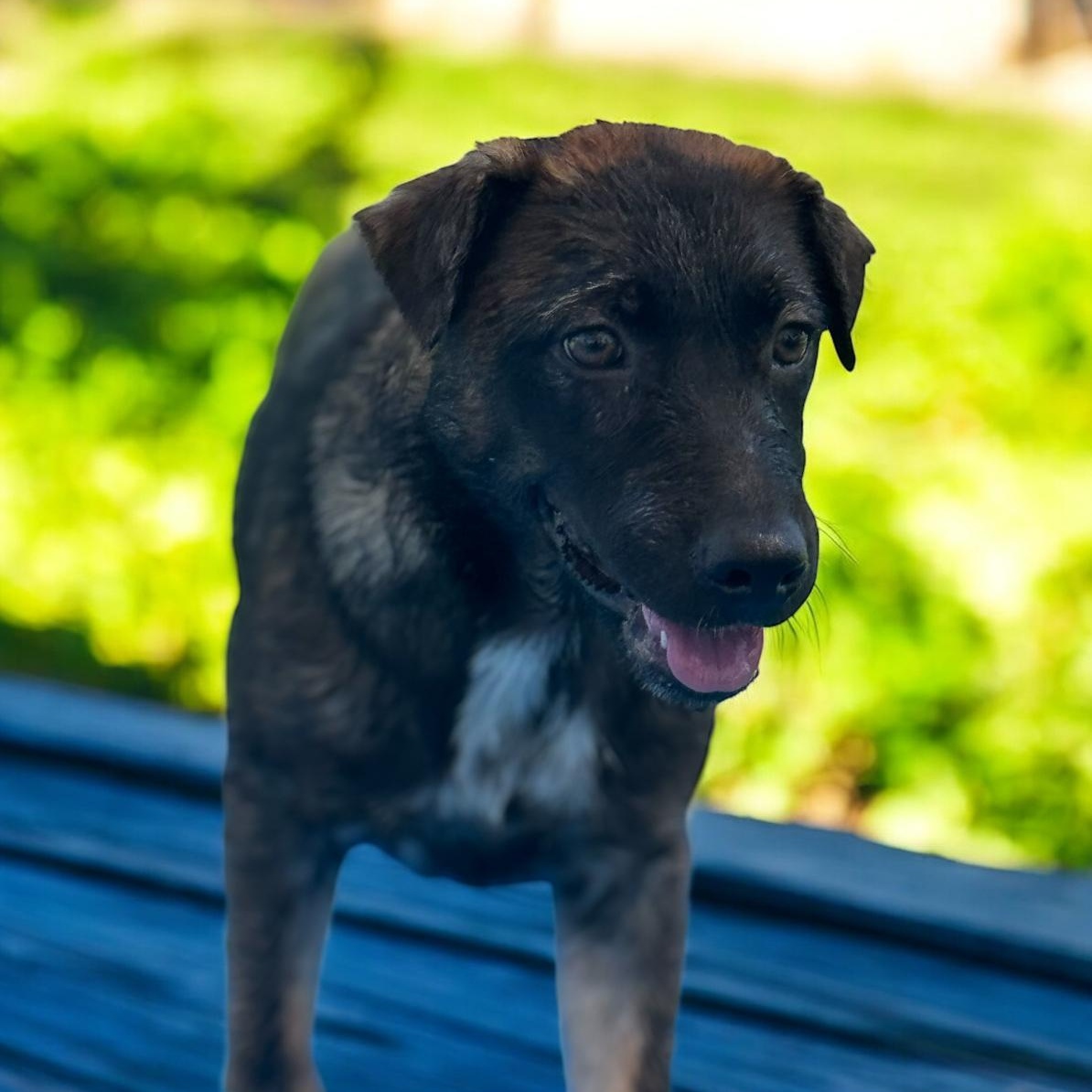 Everest, Adoptable, Puppy Female Shepherd.