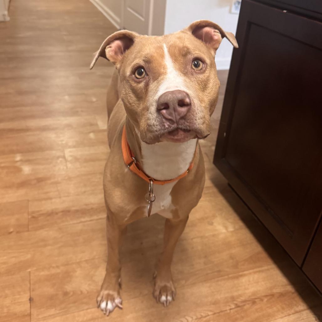 DOLLY, Adoptable, Young Female Mixed Breed & Mixed Breed.