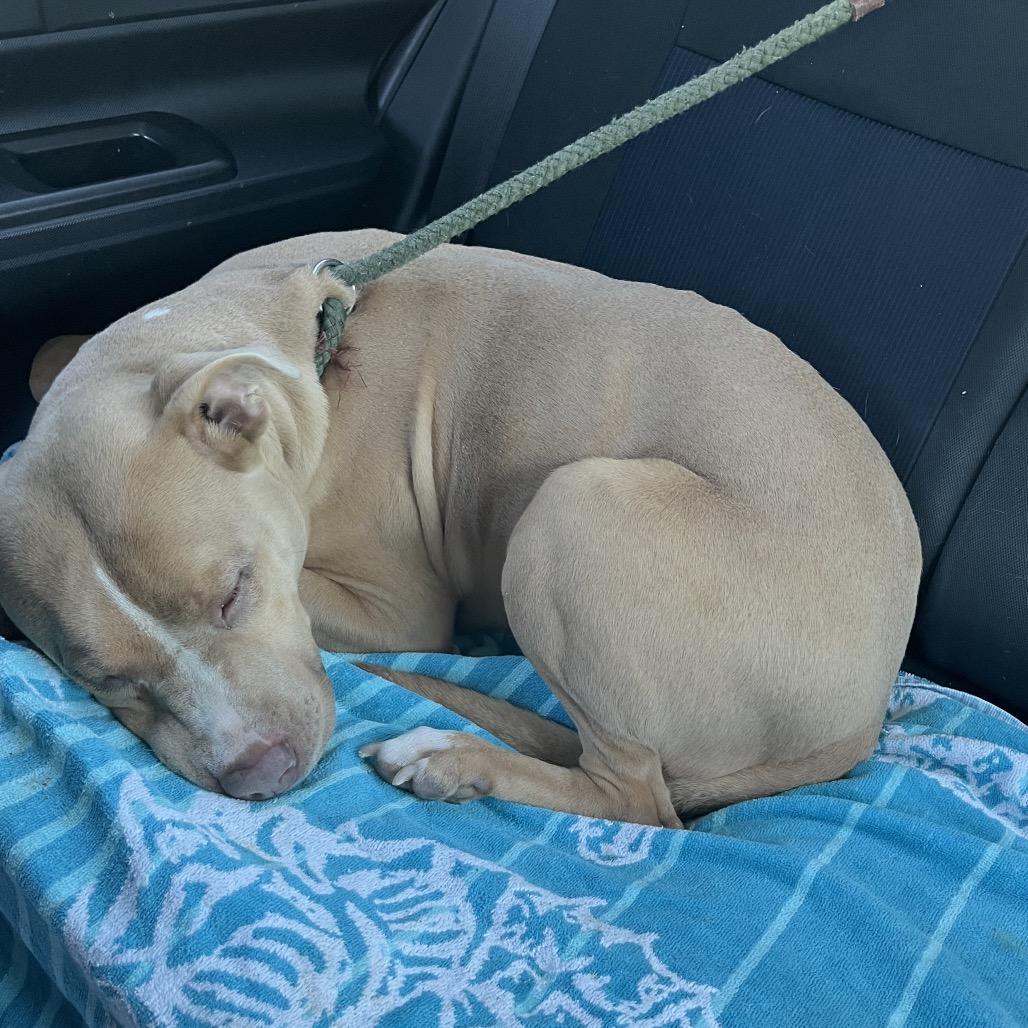 Enlarge DOLLY, a Adoptable mixed breed in QUINCY, FL image 2/5