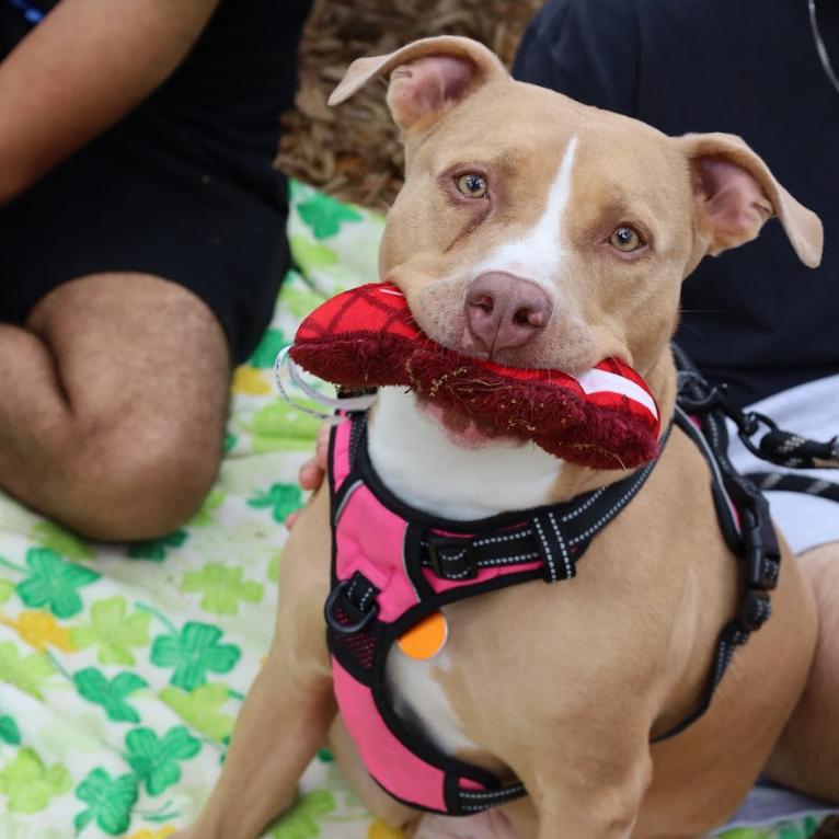 DOLLY, a Adoptable mixed breed in QUINCY, FL image 3/6