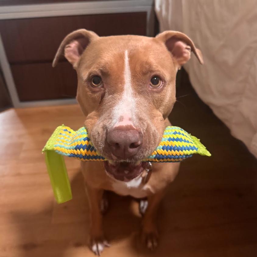 Enlarge DOLLY, a Adoptable mixed breed in QUINCY, FL image 3/5
