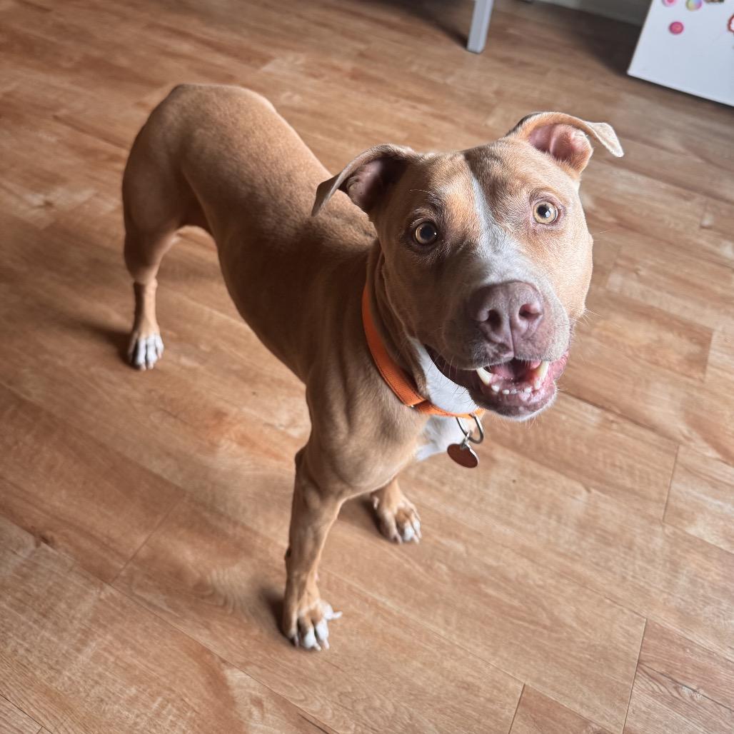 Enlarge DOLLY, a Adoptable mixed breed in QUINCY, FL image 3/3