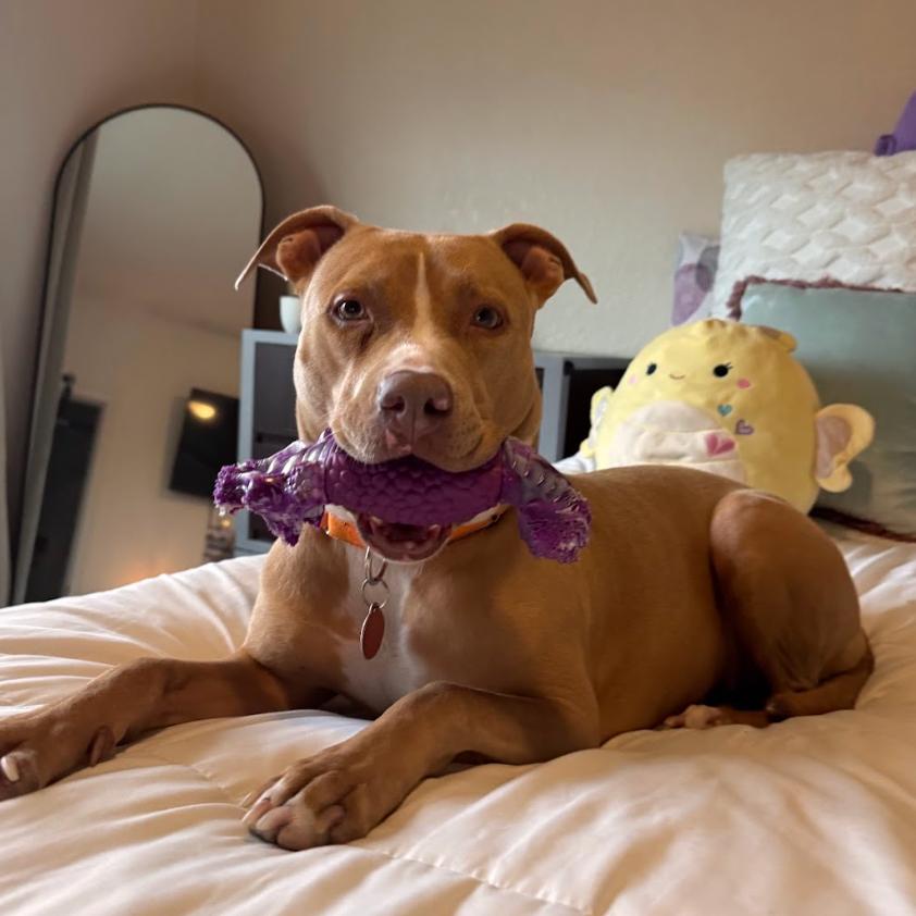 Enlarge DOLLY, a Adoptable mixed breed in QUINCY, FL image 5/5