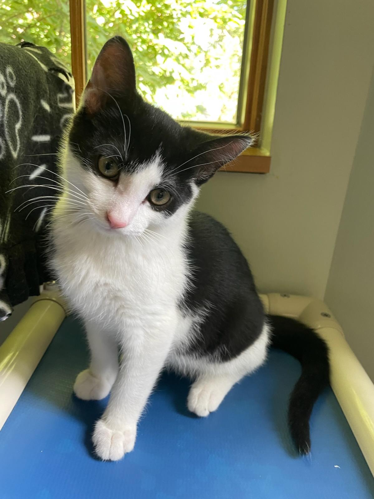 Oreo, Baby Male unknown