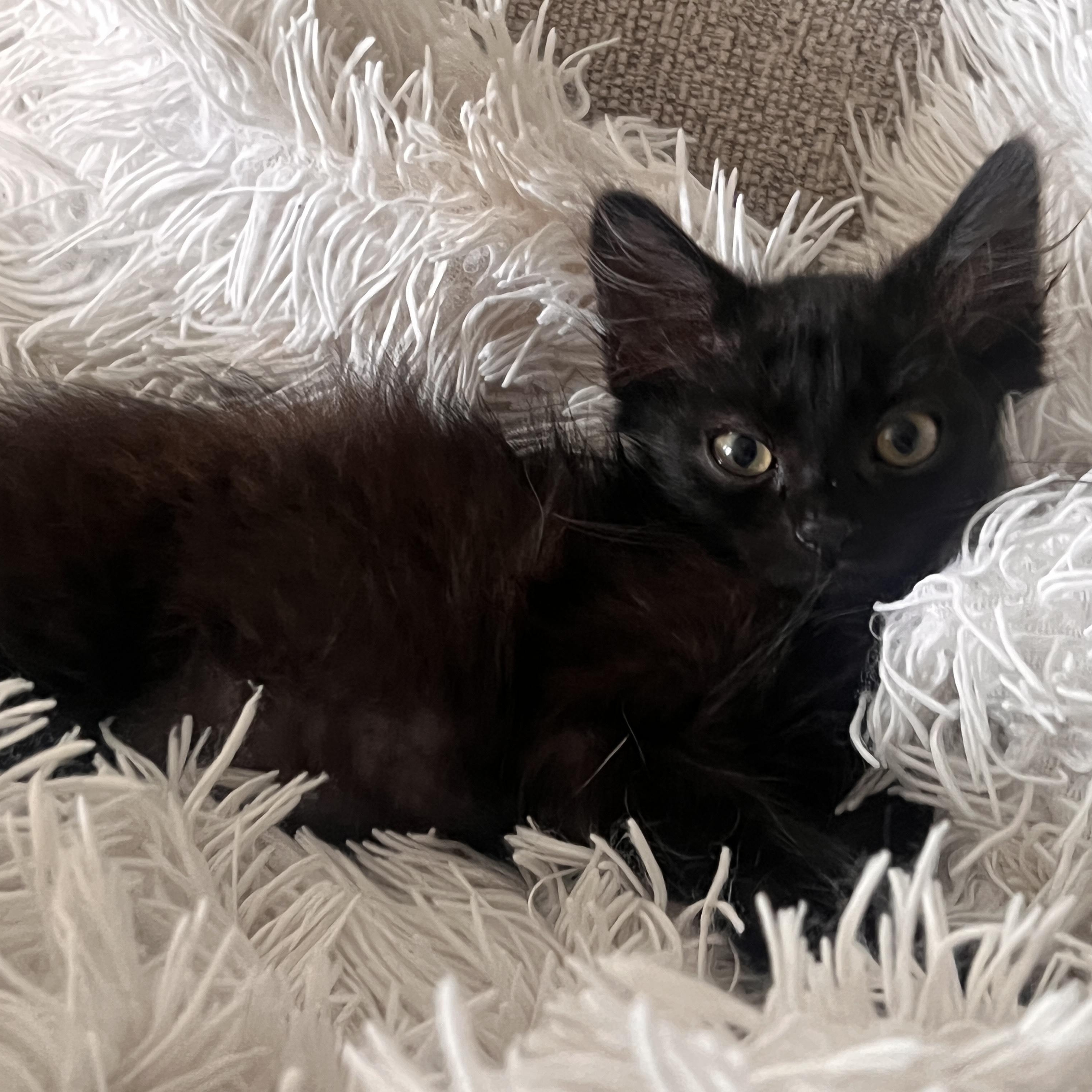 Pergola, an adopted Domestic Long Hair in Santa Ana, CA image 3/6