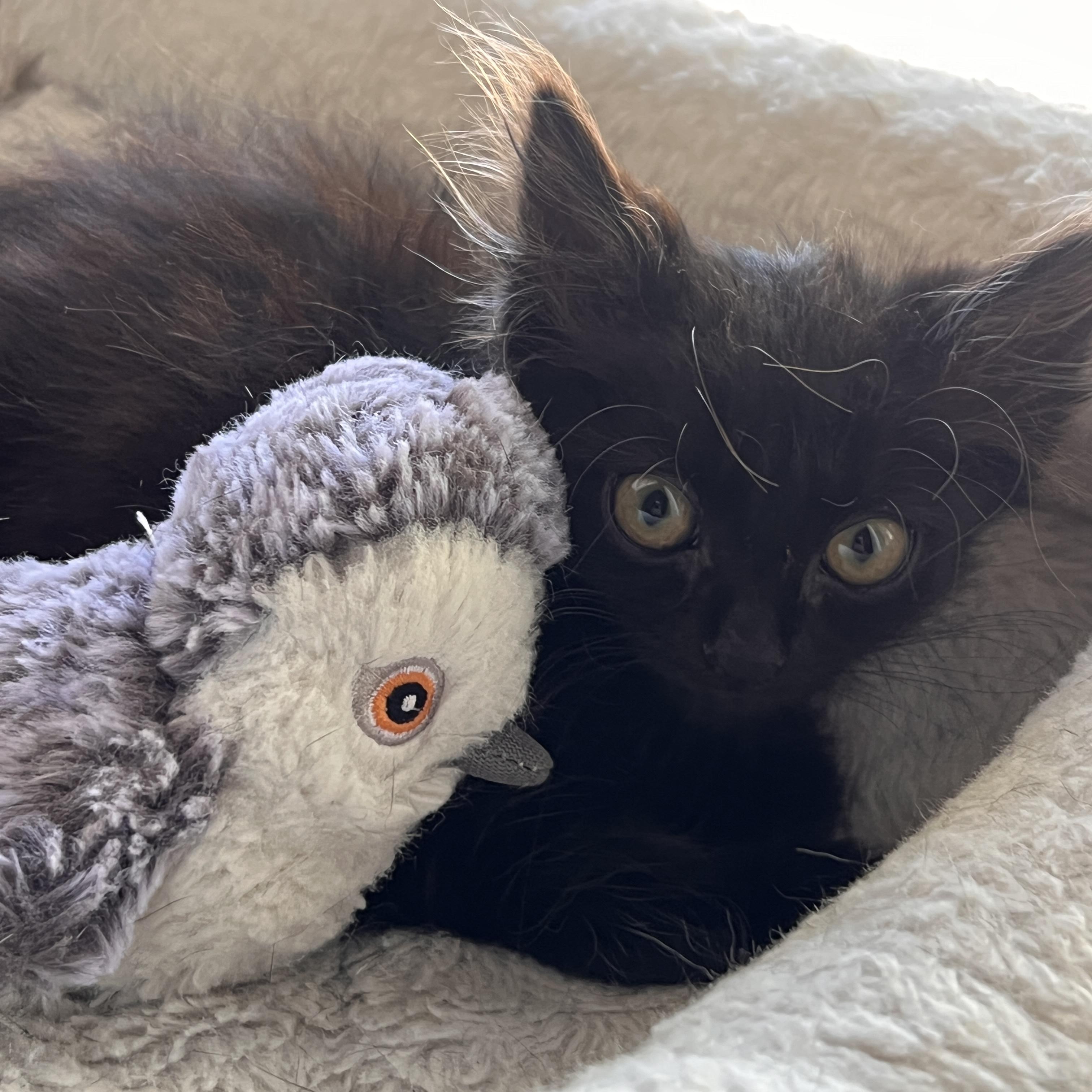 Pergola, adopted, Kitten Male Domestic Long Hair.