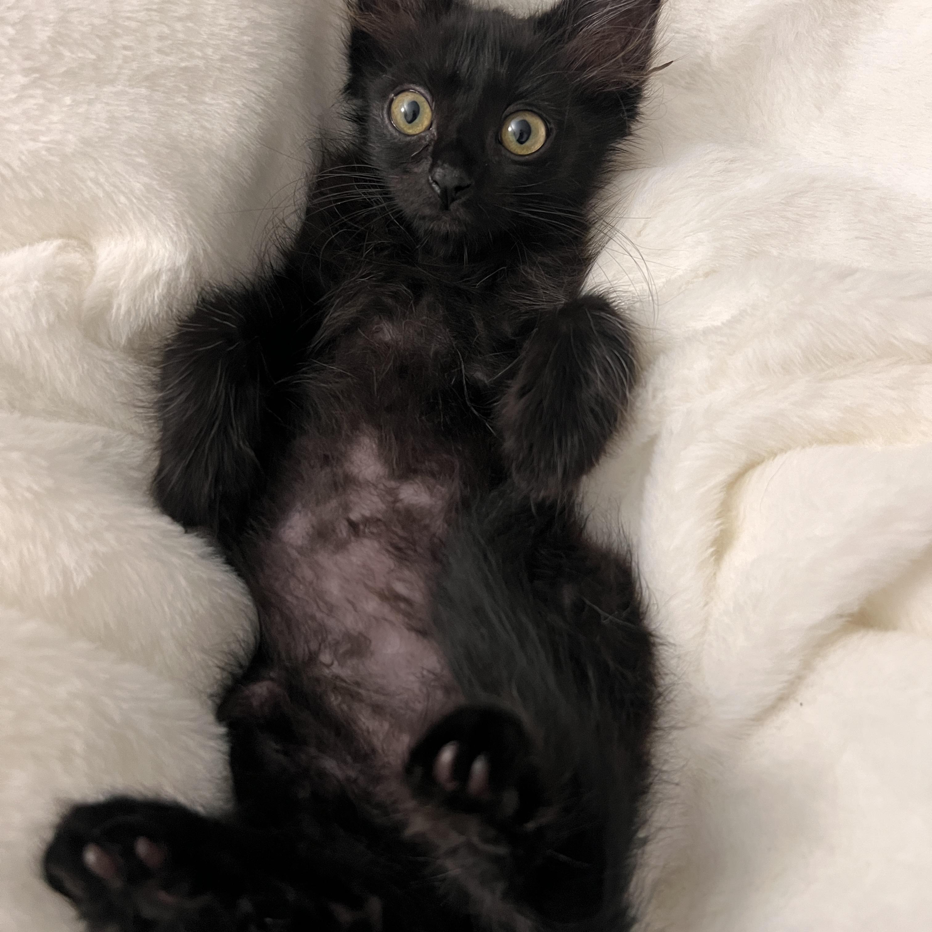 Pergola, an adopted Domestic Long Hair in Santa Ana, CA image 2/6