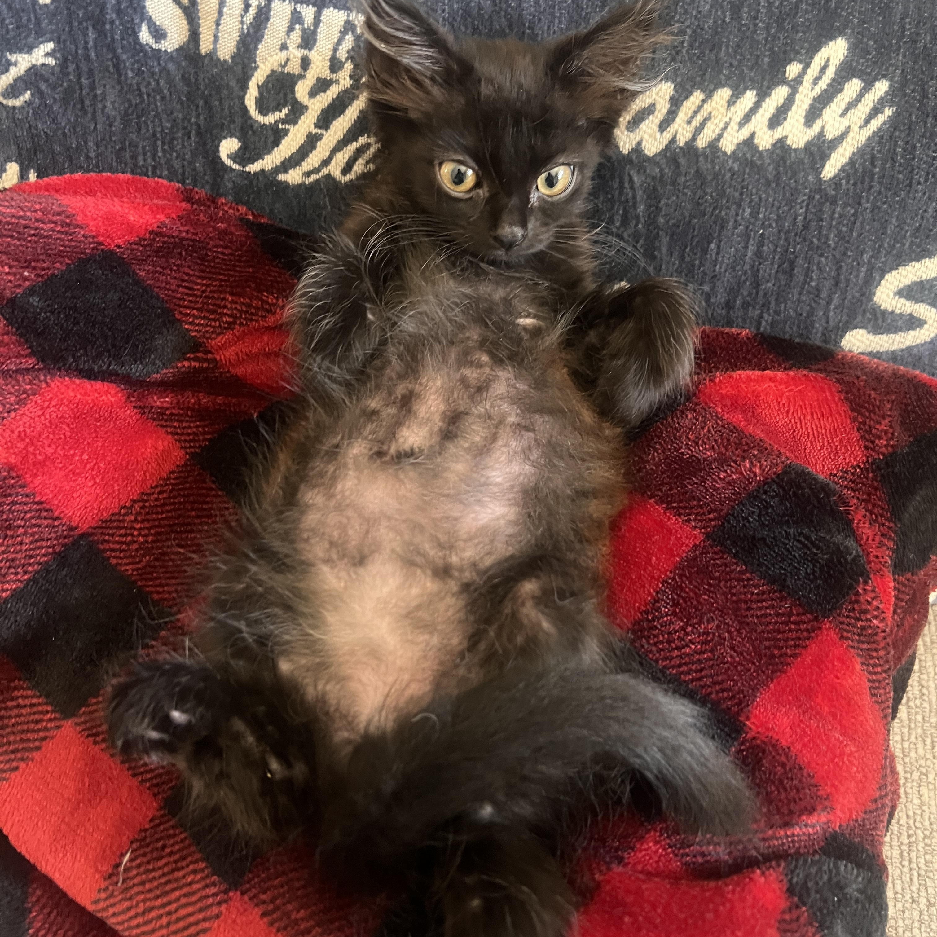 Pergola, an adopted Domestic Long Hair in Santa Ana, CA image 6/6