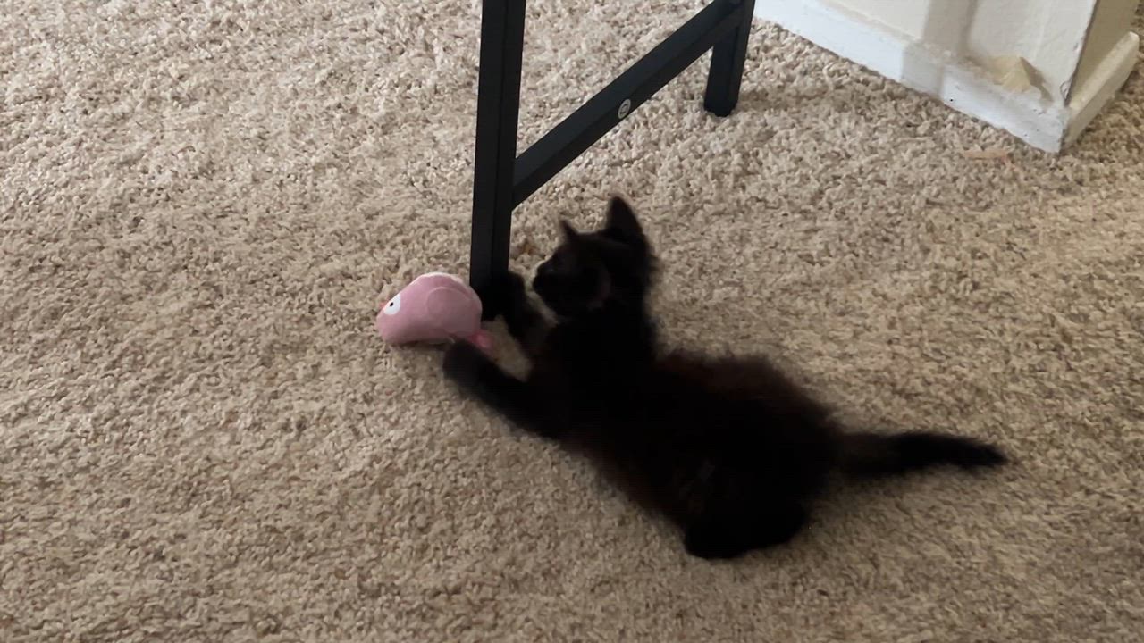 Enlarge Pergola, an adopted Domestic Long Hair in Santa Ana, CA video 5/6