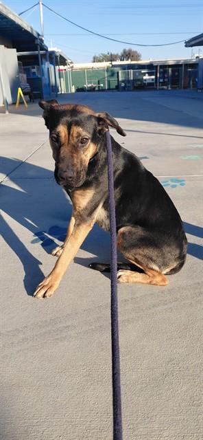 Enlarge HOLLY, a Adoptable German Shepherd Dog in Baldwin Park, CA image 1/1