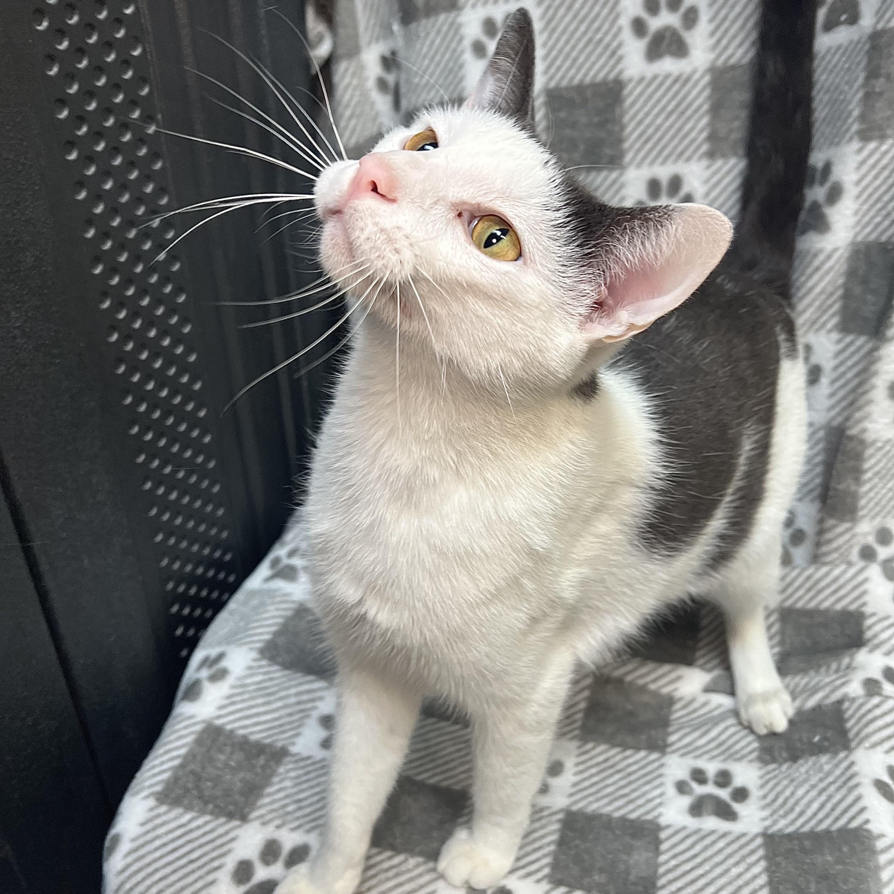 Enlarge Kaboom, an adopted Domestic Short Hair in Fairmont, MN image 6/6