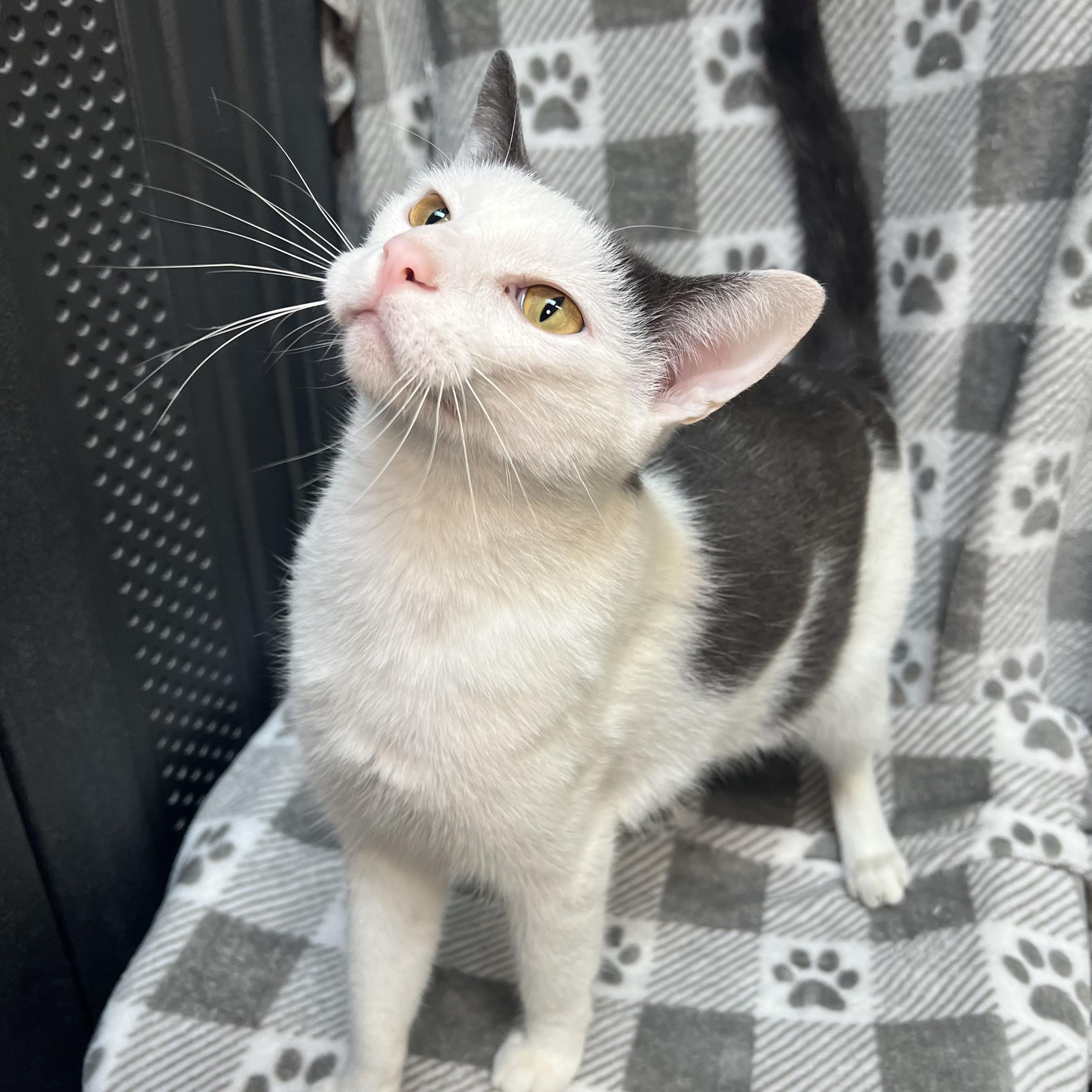 Enlarge Kaboom, an adopted Domestic Short Hair in Fairmont, MN image 4/6