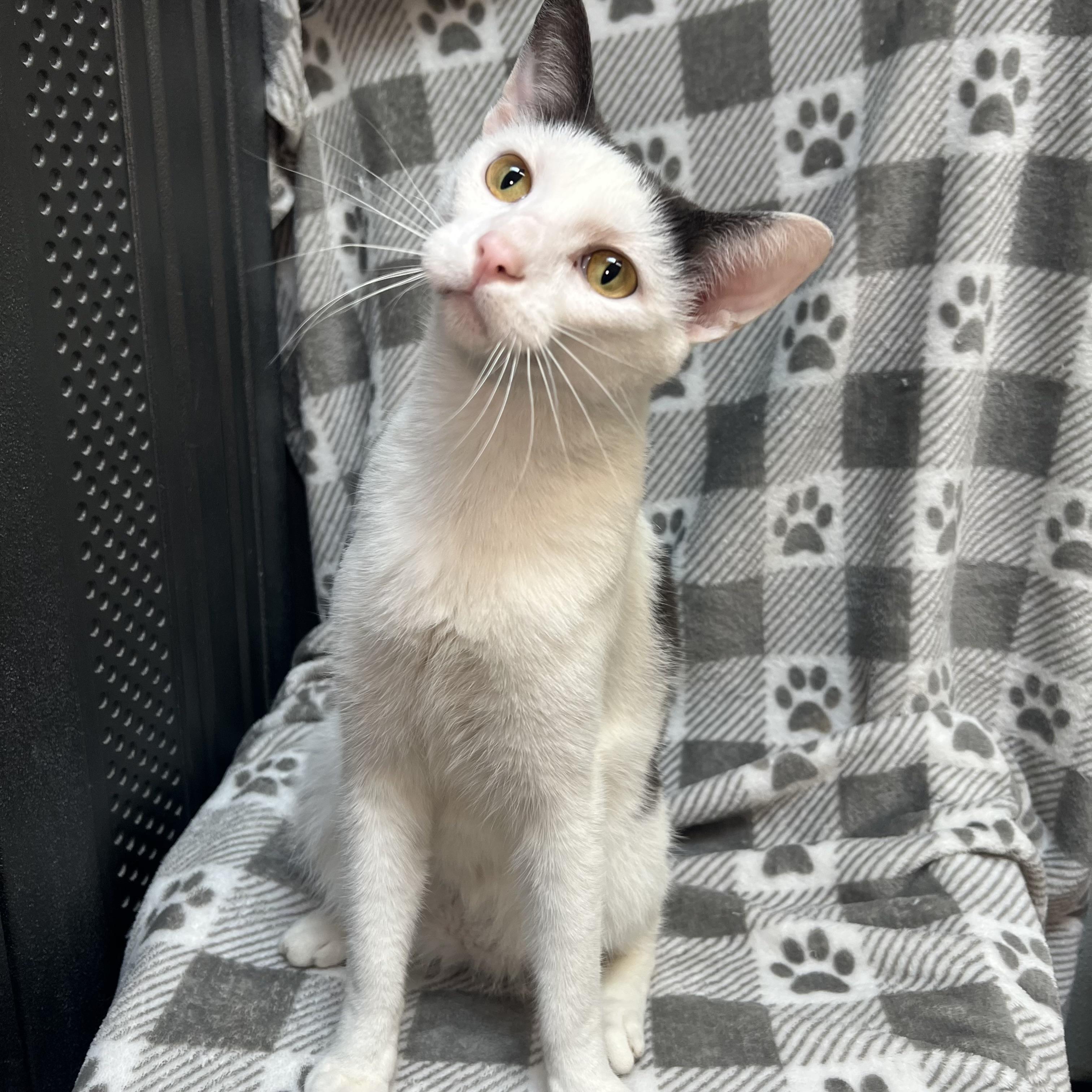 Enlarge Kaboom, an adopted Domestic Short Hair in Fairmont, MN image 1/6
