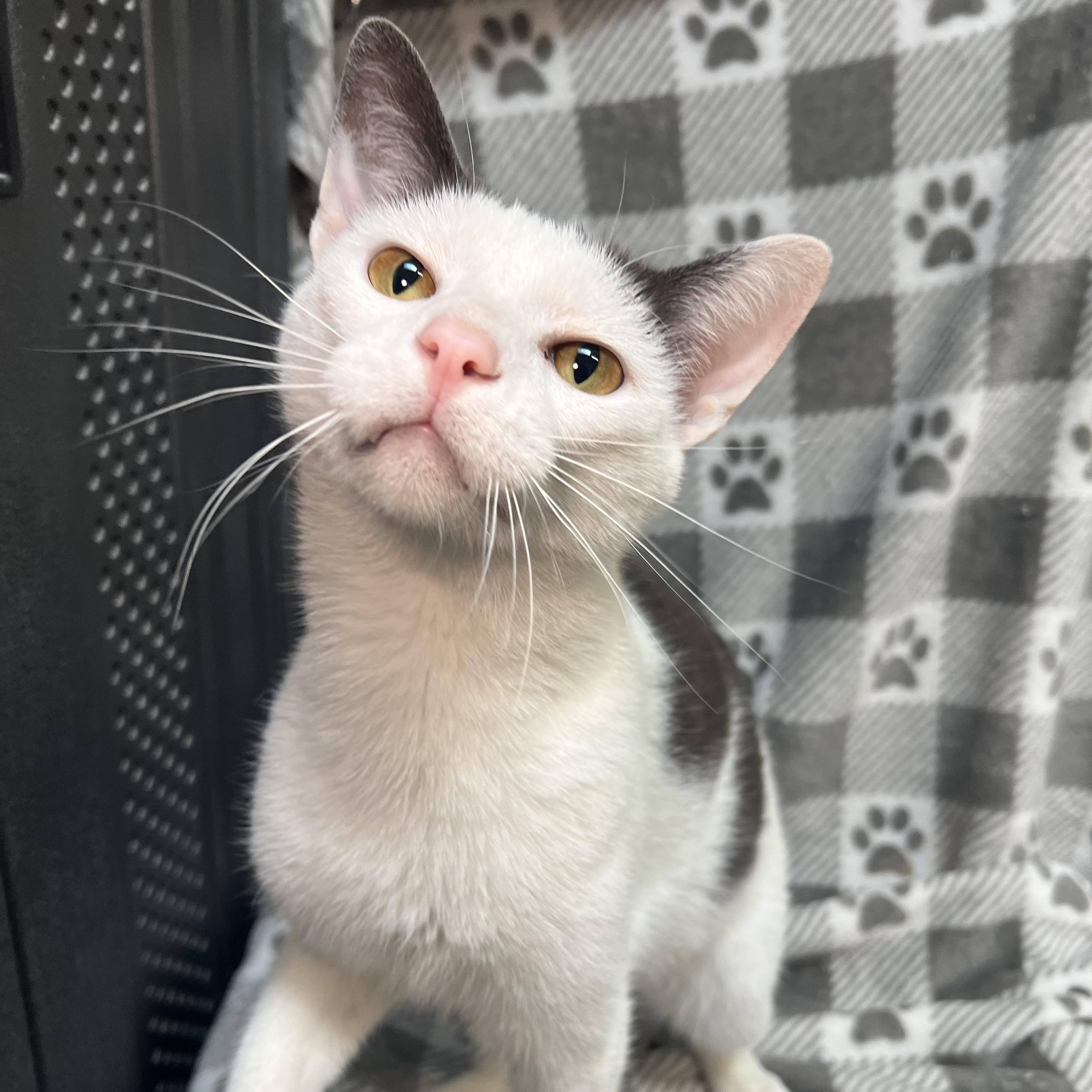 Enlarge Kaboom, an adopted Domestic Short Hair in Fairmont, MN image 2/6