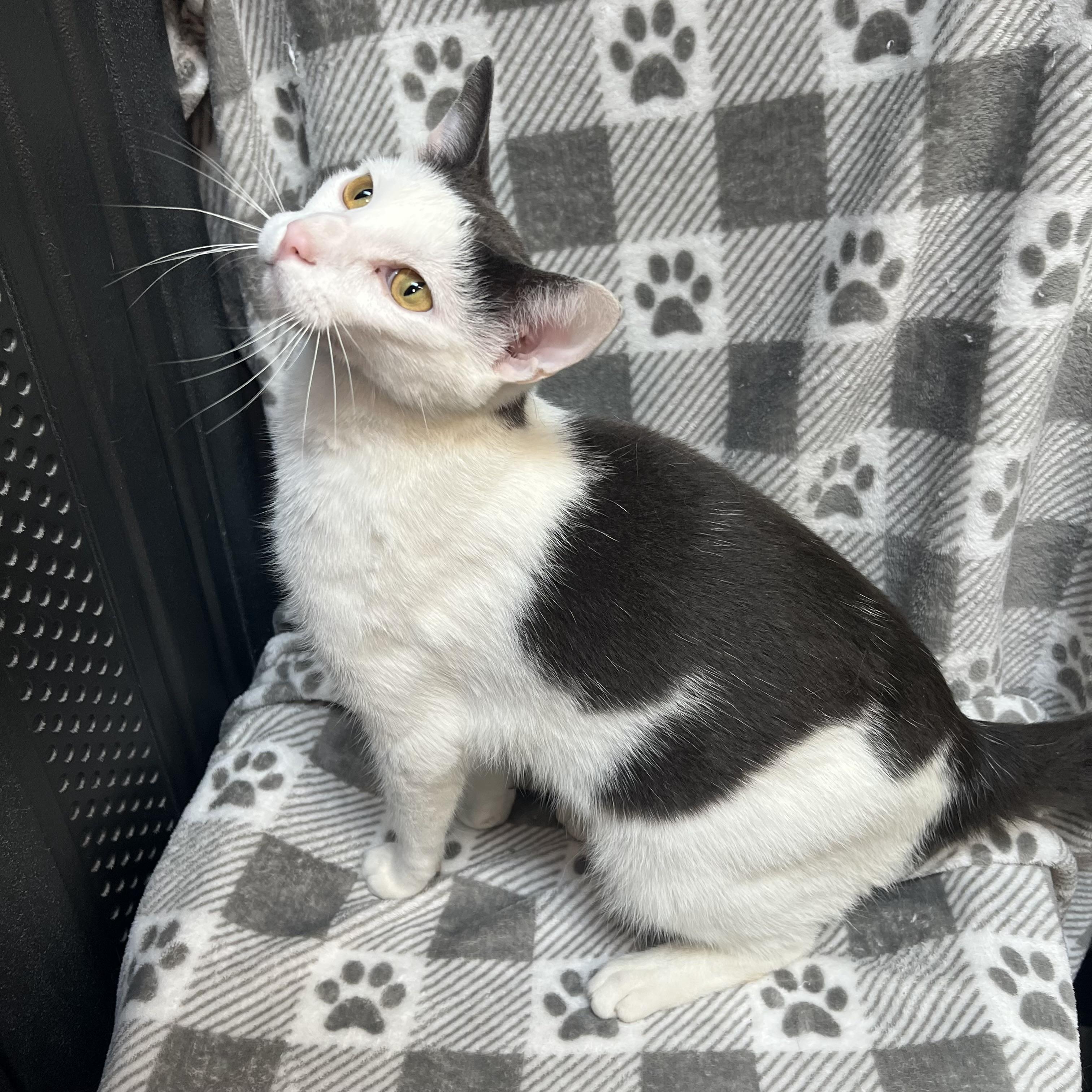Enlarge Kaboom, an adopted Domestic Short Hair in Fairmont, MN image 3/6