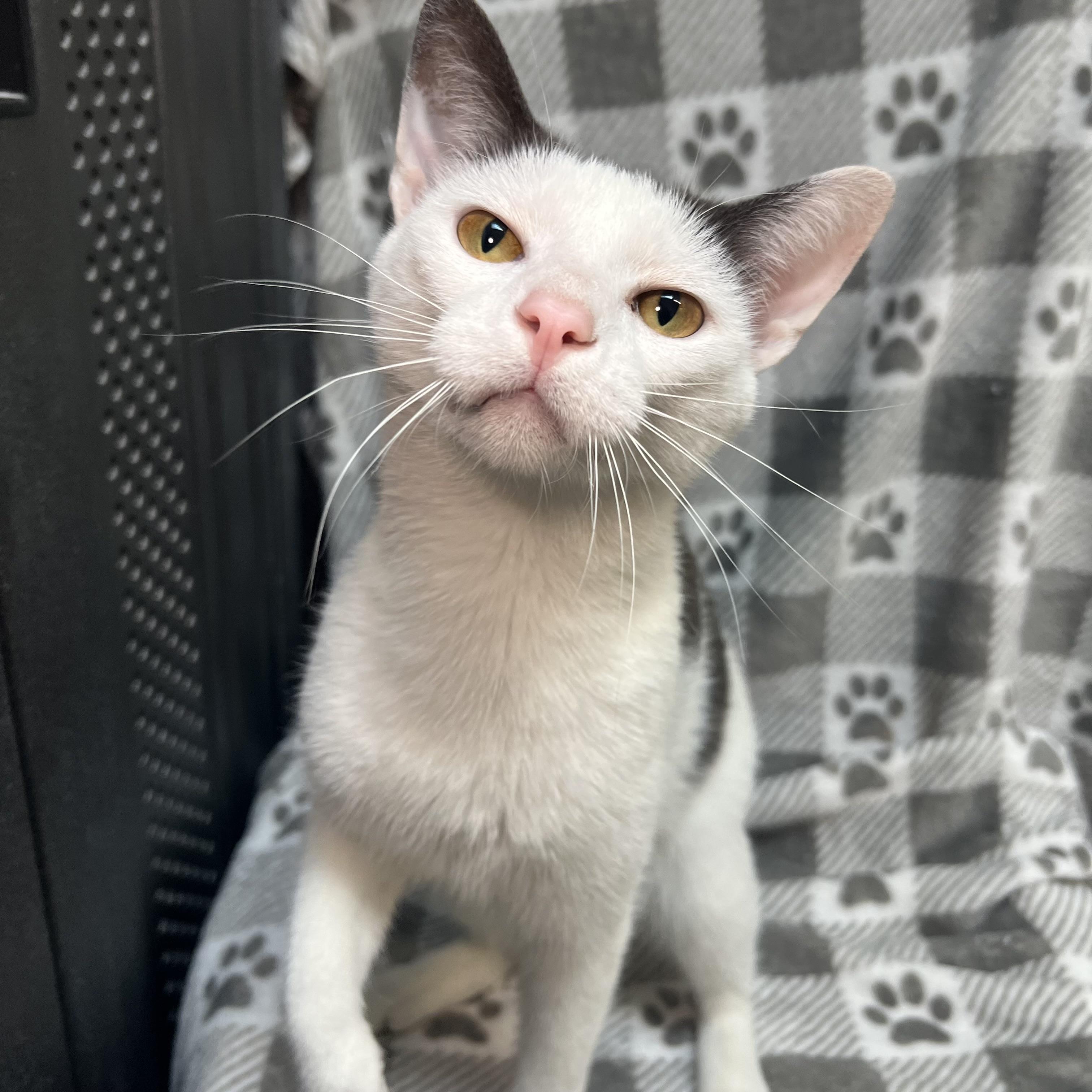 Enlarge Kaboom, an adopted Domestic Short Hair in Fairmont, MN image 5/6