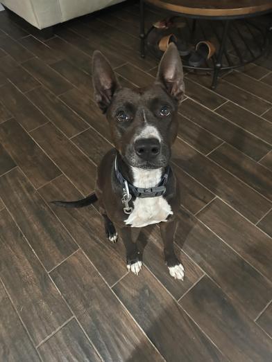 Enlarge Winnie the Pooch, a Adoptable mixed breed in AKRON, OH image 3/3