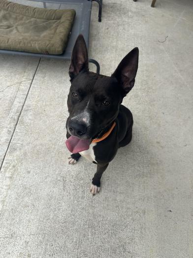 Enlarge Winnie the Pooch, a Adoptable mixed breed in AKRON, OH image 1/3