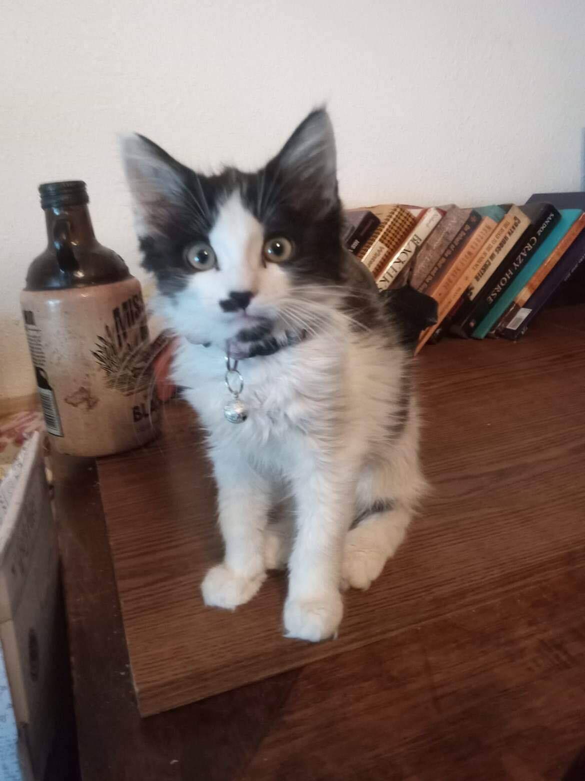 Dymytro and Oksana, Adopted, Kitten Female Domestic Long Hair.