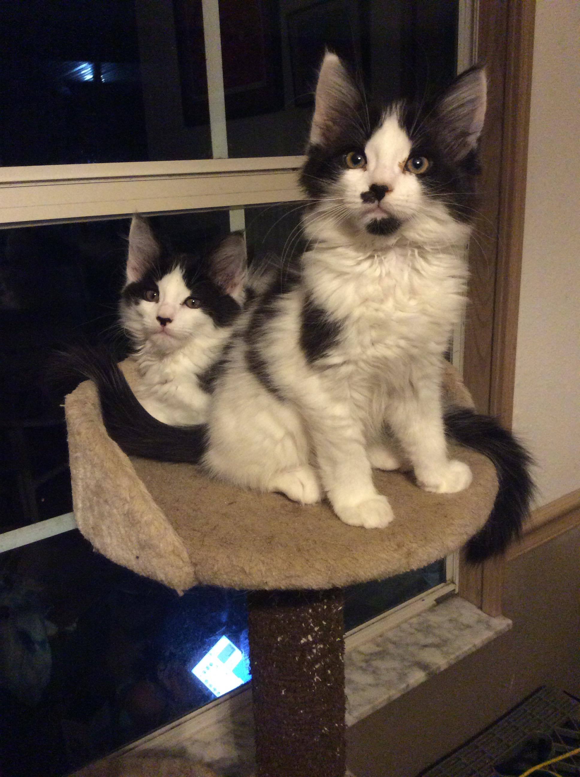 Dymytro and Oksana, a Adopted mixed breed in Orlando, FL image 2/9