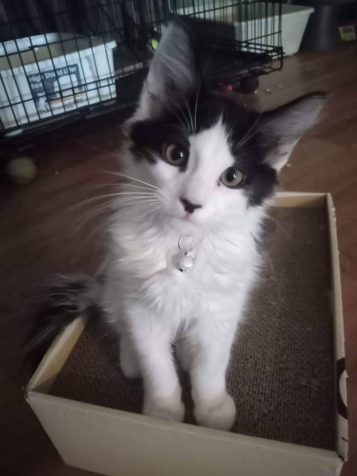 Dymytro and Oksana, a Adopted mixed breed in Orlando, FL image 3/9