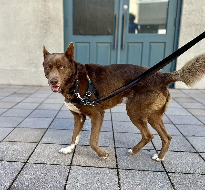 Enlarge Ignacio, a Adoptable mixed breed in Berkeley, CA image 5/6