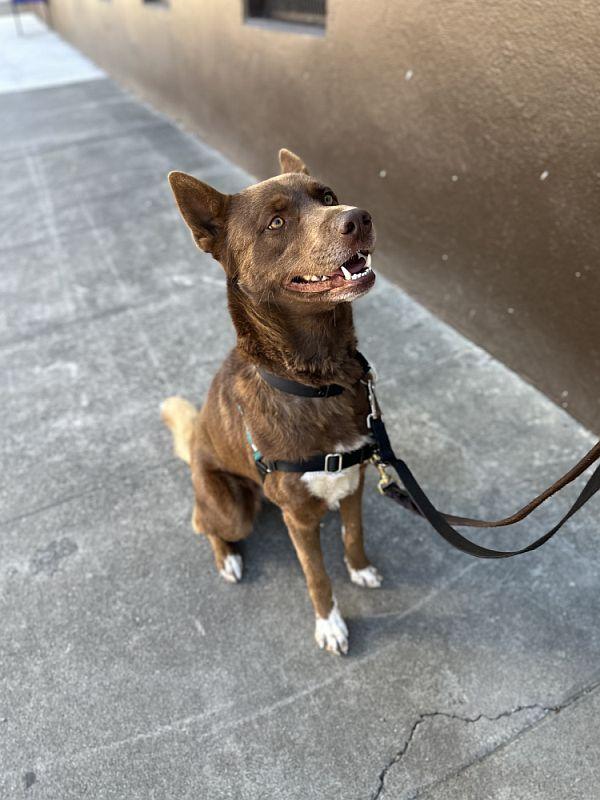 Enlarge Ignacio, a Adoptable mixed breed in Berkeley, CA image 3/6