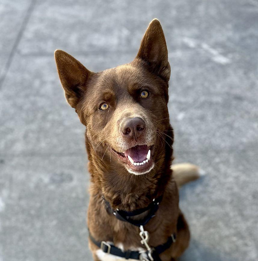 Ignacio, Adoptable, Young Male Siberian Husky & German Shepherd Dog.