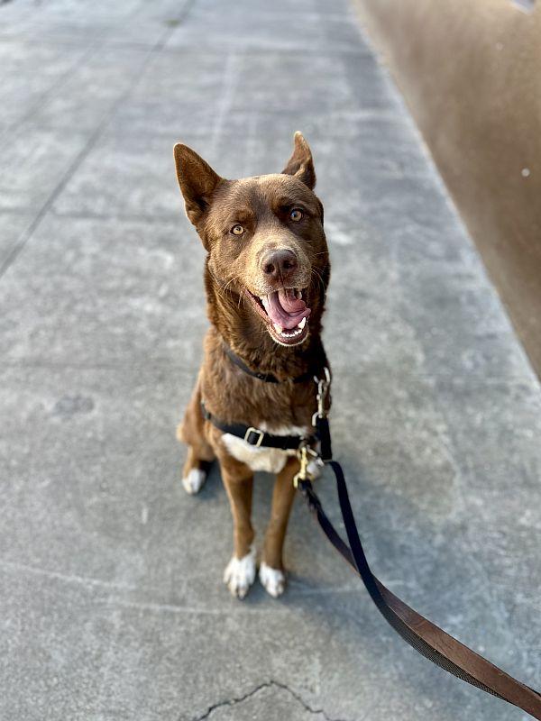 Enlarge Ignacio, a Adoptable mixed breed in Berkeley, CA image 4/6