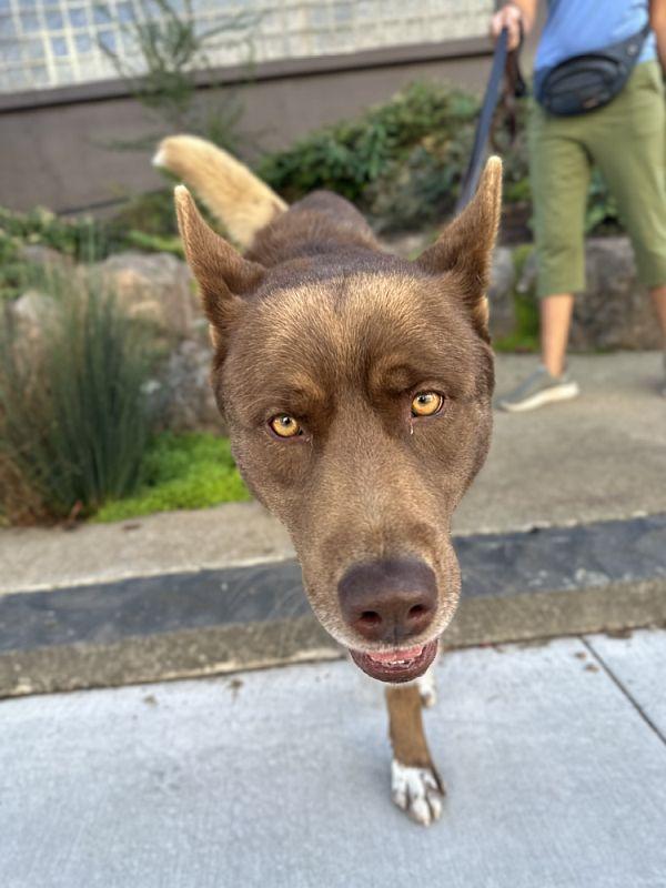 Enlarge Ignacio, a Adoptable mixed breed in Berkeley, CA image 6/6