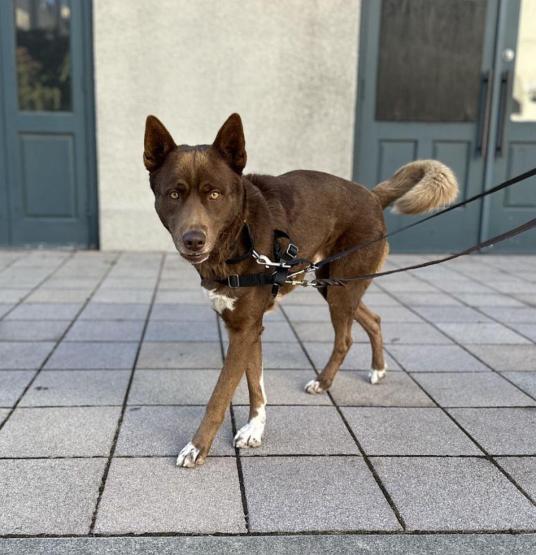Enlarge Ignacio, a Adoptable mixed breed in Berkeley, CA image 2/6