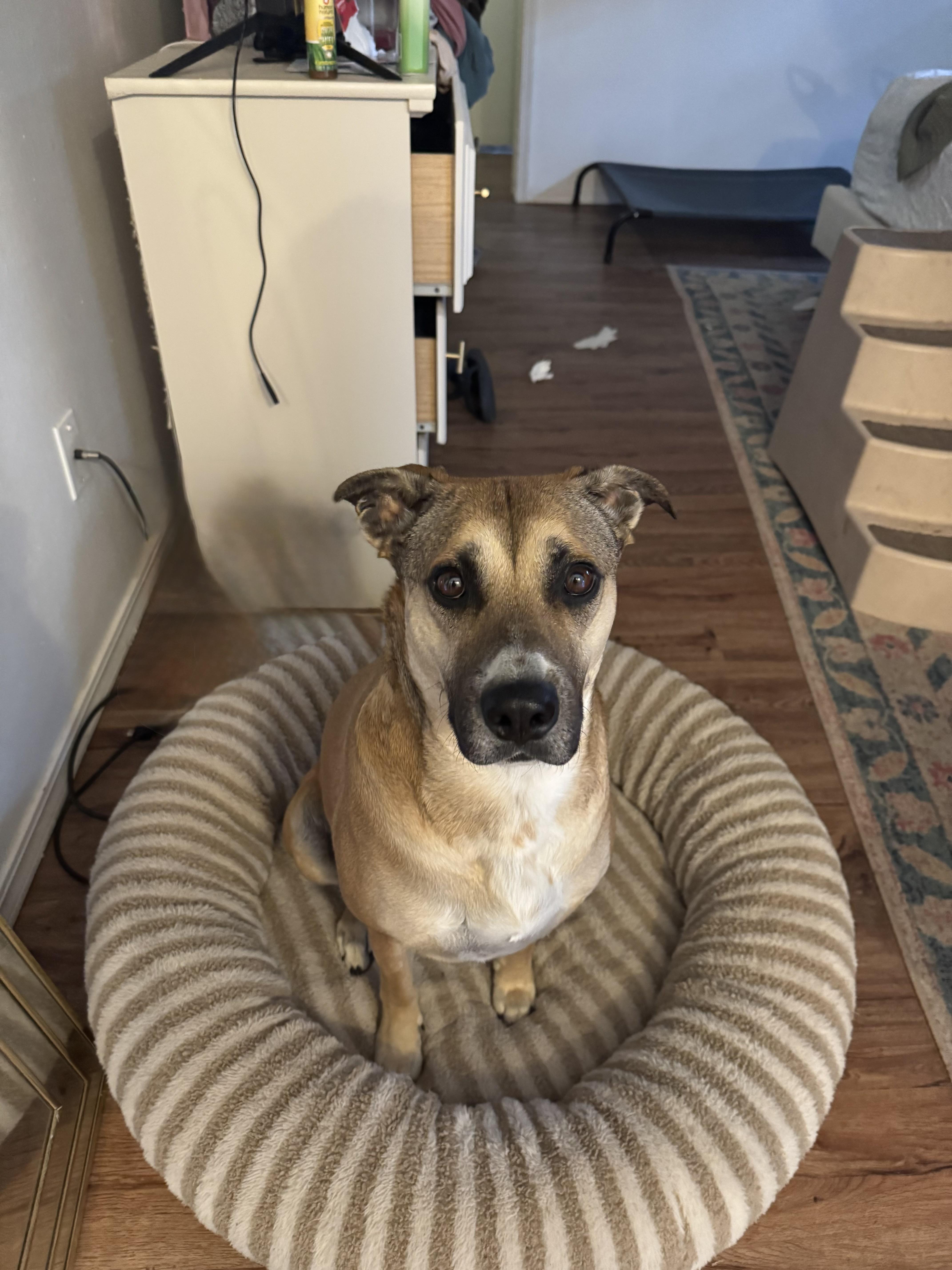 Enlarge Phoebe, a ADOPTABLE mixed breed in Choctaw, OK image 5/5