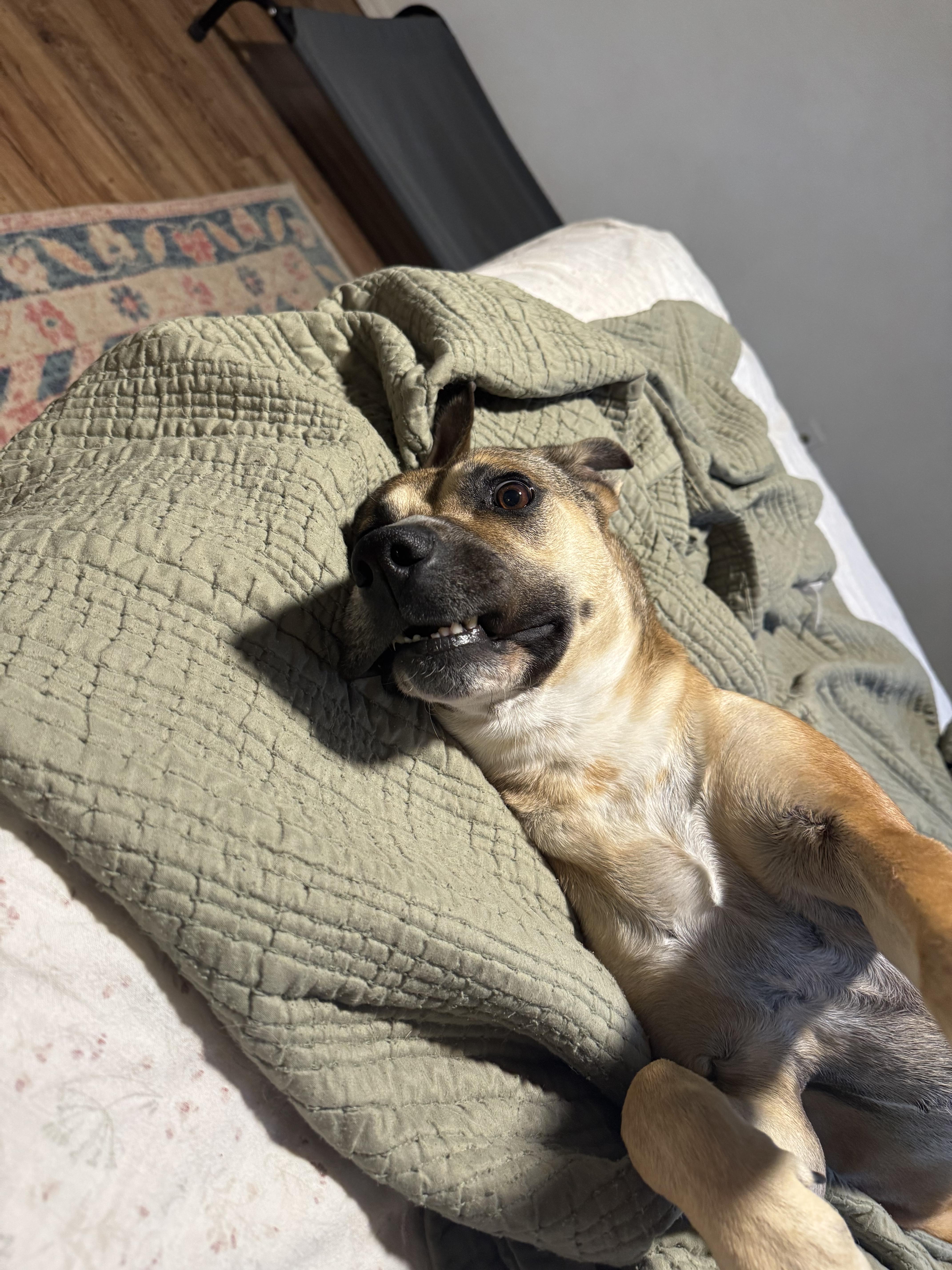 Enlarge Phoebe, a ADOPTABLE mixed breed in Choctaw, OK image 4/5