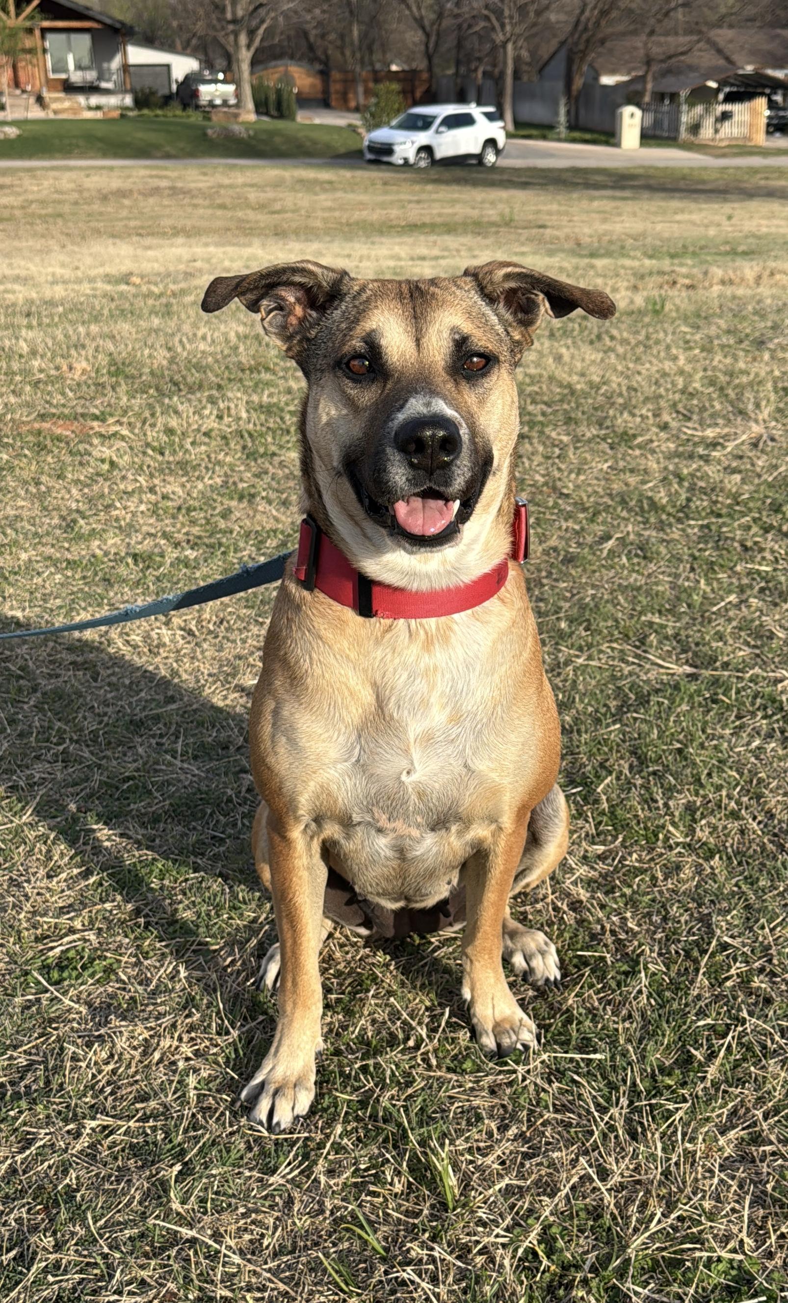 Enlarge Phoebe, a ADOPTABLE mixed breed in Choctaw, OK image 1/5