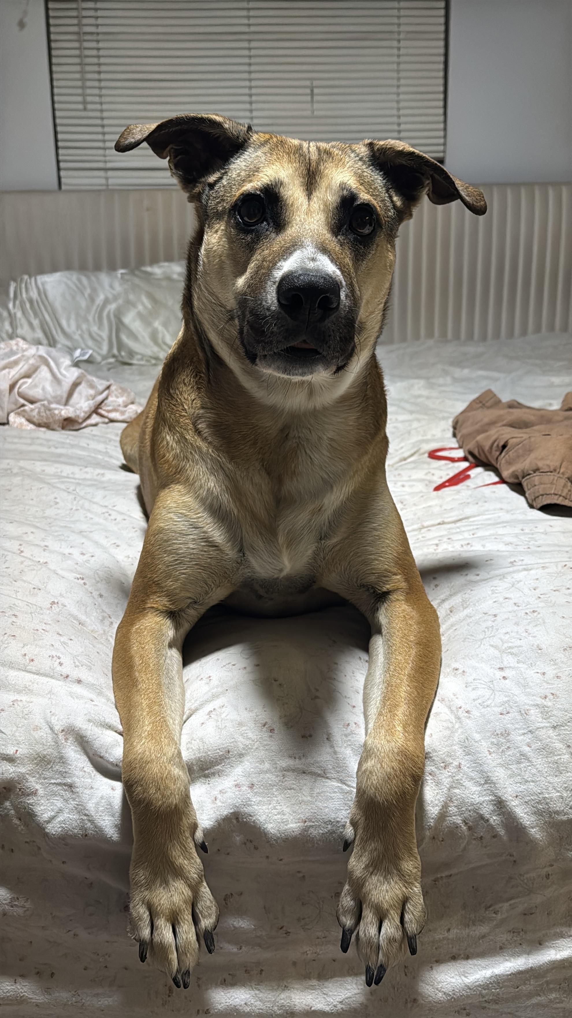 Enlarge Phoebe, a ADOPTABLE mixed breed in Choctaw, OK image 2/5