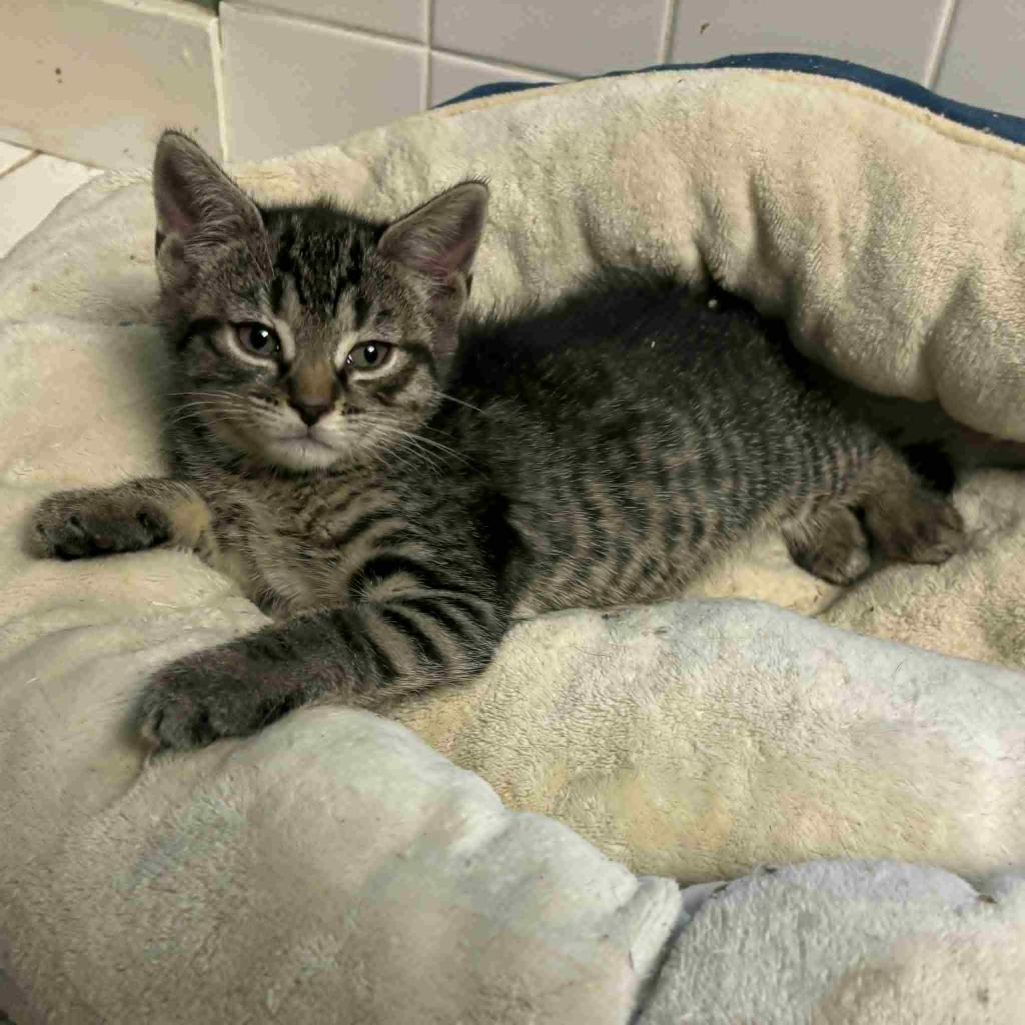Cat available for adoption - (203) 744-3297