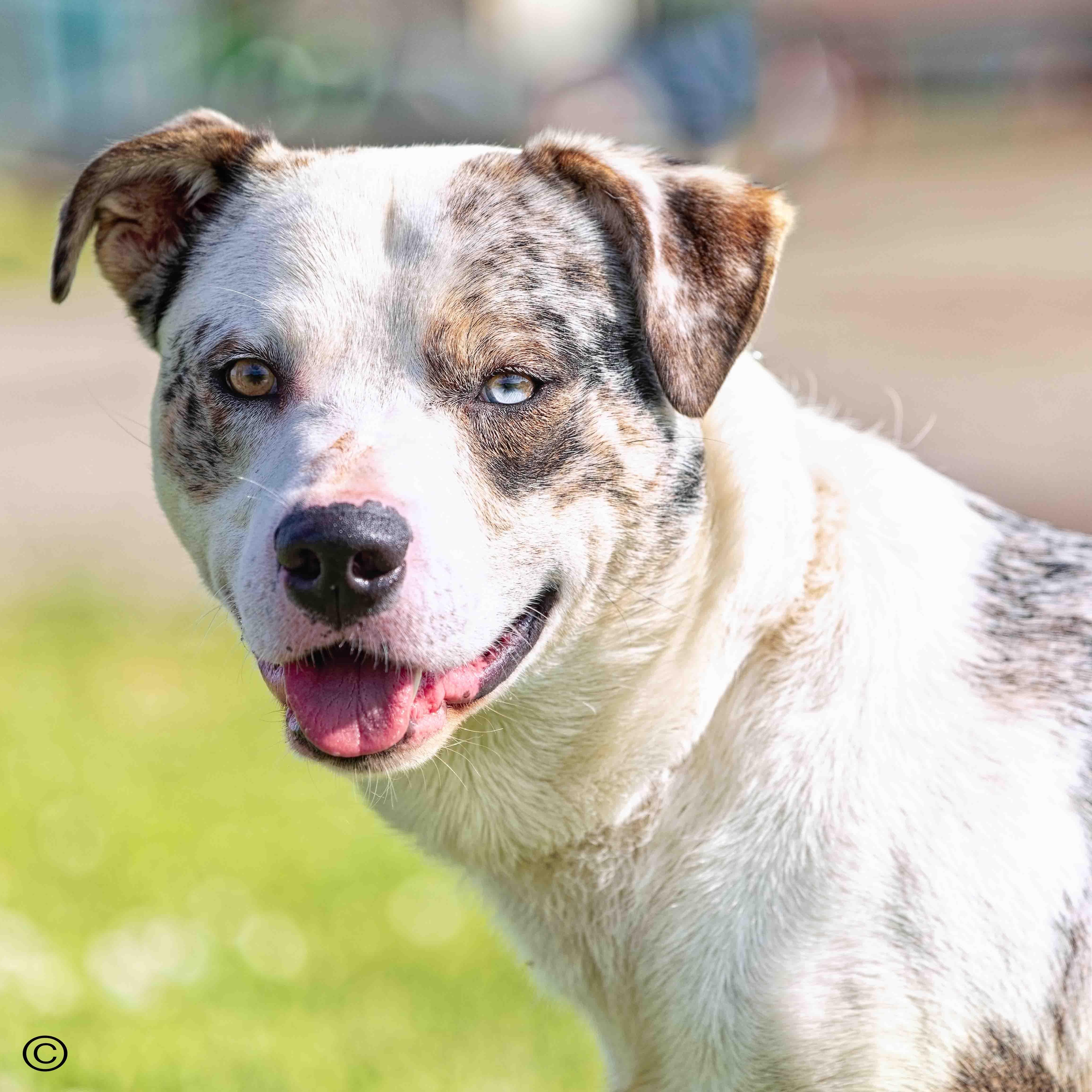 Homer, Adult Male American Bulldog
