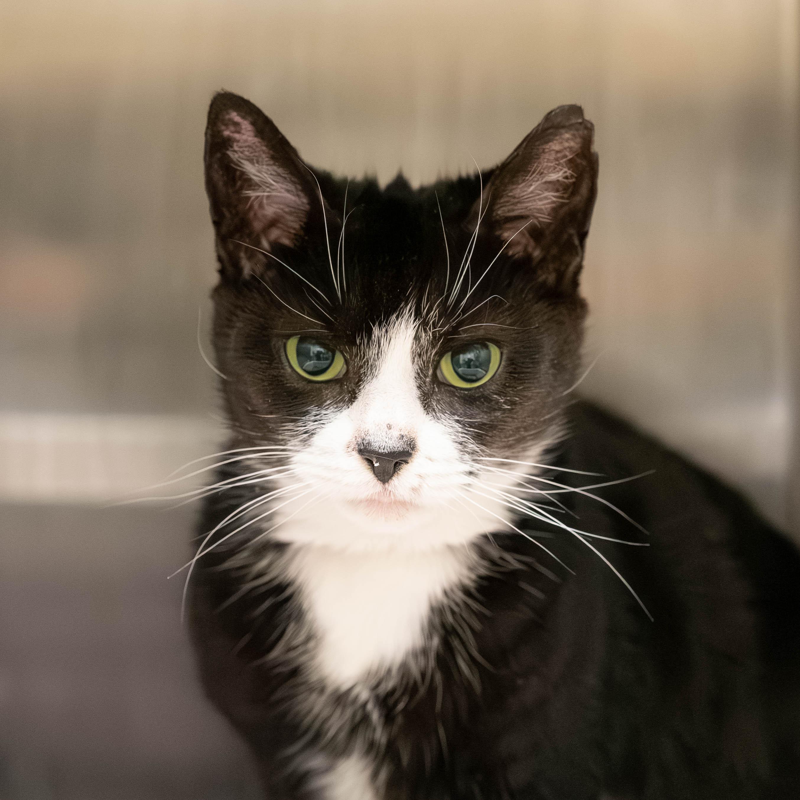 Tallulah thumbnail 2