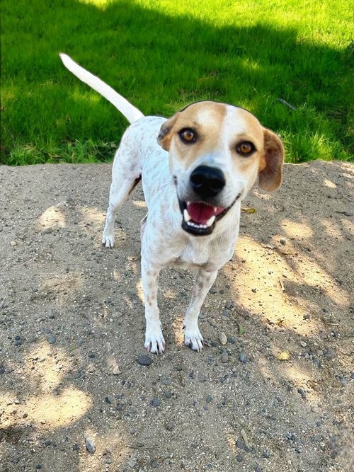 Shannon, Adoptable, Adult Male Beagle & Cattle Dog.