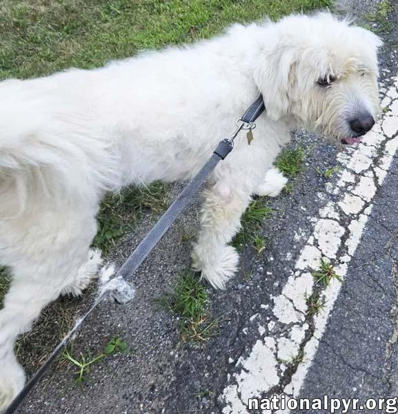 Enlarge Roamer in NJ - Loves Pets & Affection!, a Adoptable Great Pyrenees in Hillsborough, NJ image 2/3