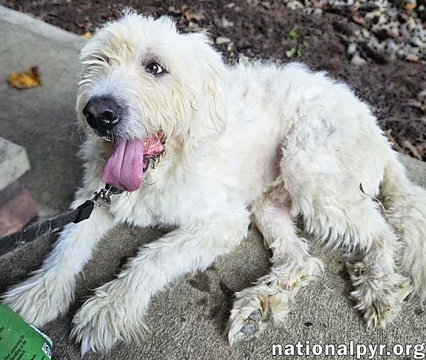 Roamer in NJ - Loves Pets & Affection!