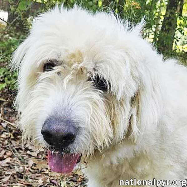 Enlarge Roamer in NJ - Loves Pets & Affection!, a Adoptable Great Pyrenees in Hillsborough, NJ image 1/3