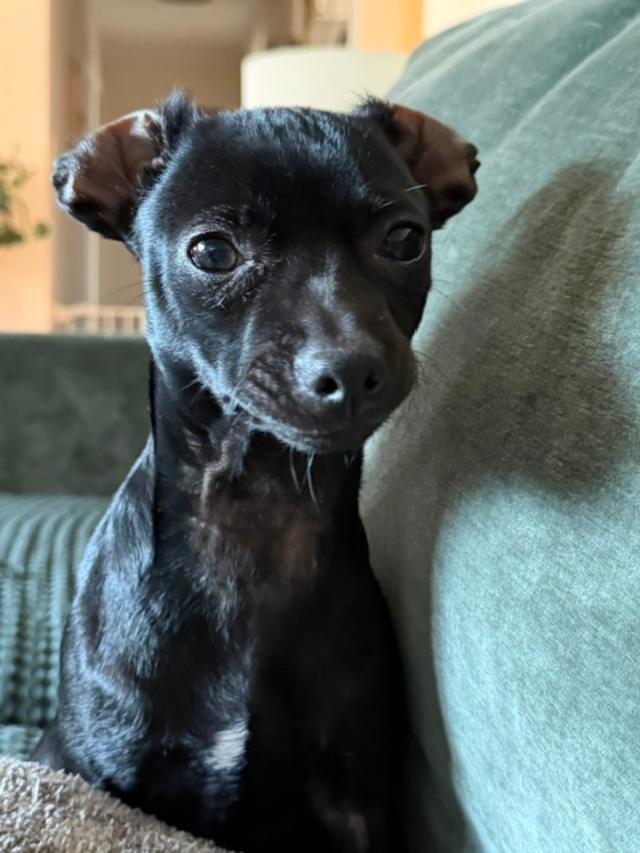 Enlarge Brazil, a Adoptable Chihuahua in Wadsworth, OH image 1/5