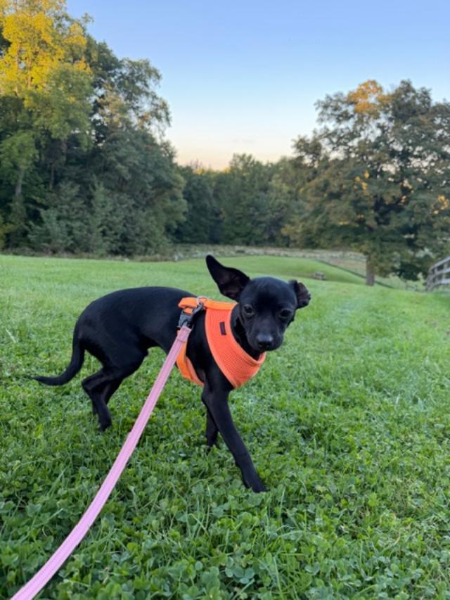 Enlarge Brazil, a Adoptable Chihuahua in Wadsworth, OH image 4/5