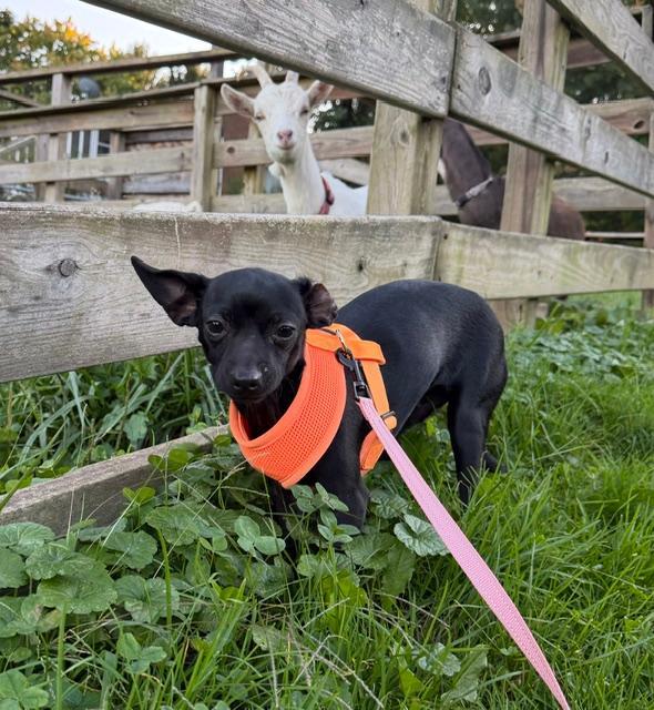 Enlarge Brazil, a Adoptable Chihuahua in Wadsworth, OH image 3/5