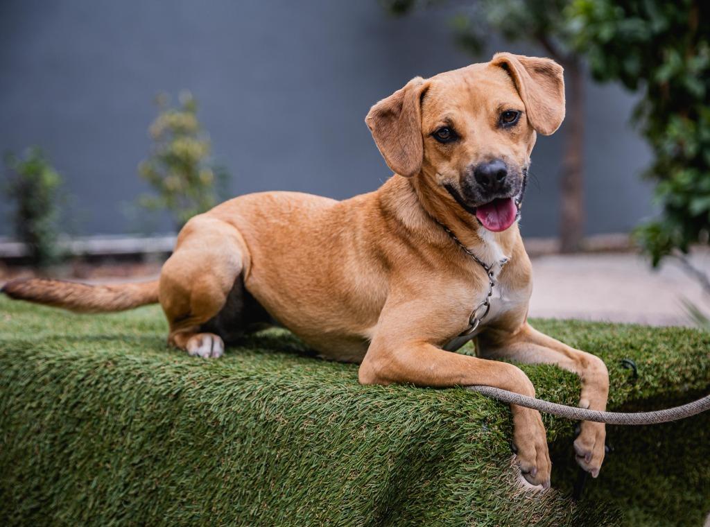 Nugget, a Adoptable mixed breed in Anacortes, WA image 3/6