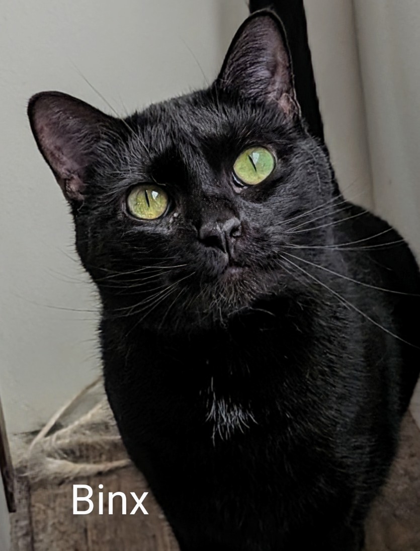 Enlarge Binx, a Adoptable Domestic Medium Hair in Colfax, IA image 1/1